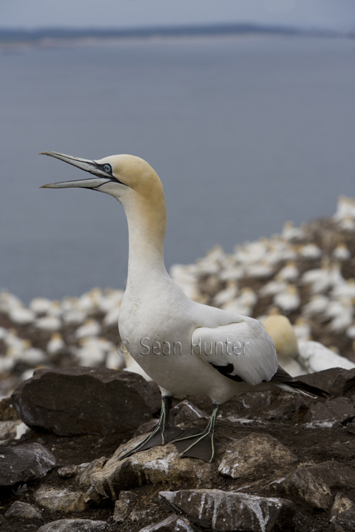 Gannet on the Bass Rock