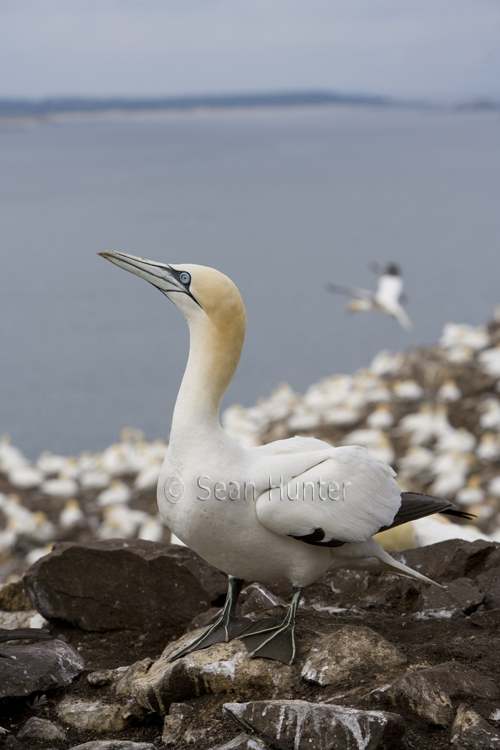 Gannet on the Bass Rock