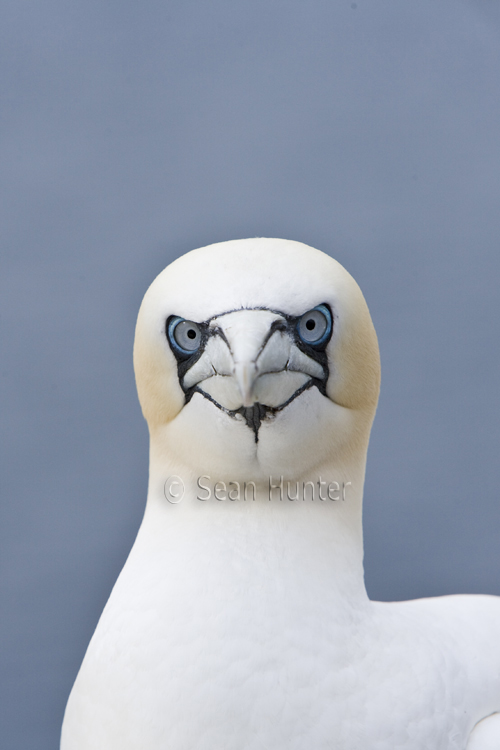 Gannet on the Bass Rock