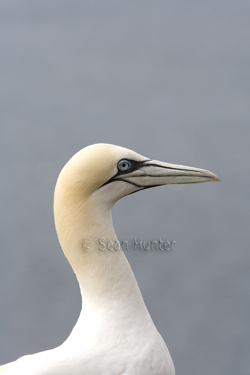 Gannet on the Bass Rock