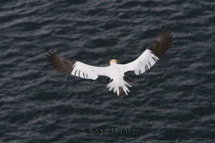 Gannet in flight over the Bass Rock