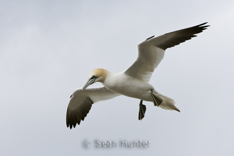 Gannet in flight over the Bass Rock