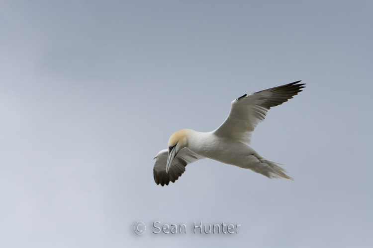 Gannet in flight over the Bass Rock