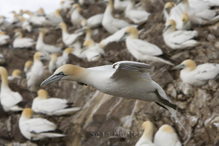 Gannet in flight over the Bass Rock