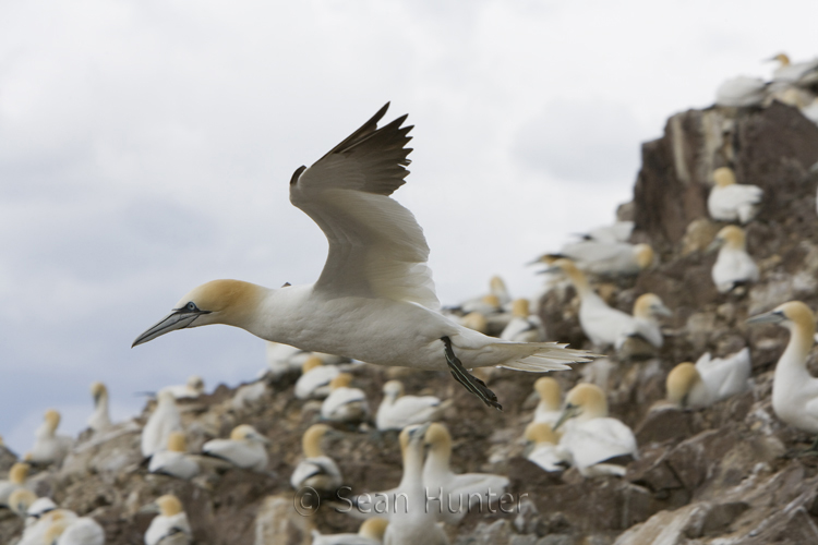Gannet in flight over the Bass Rock