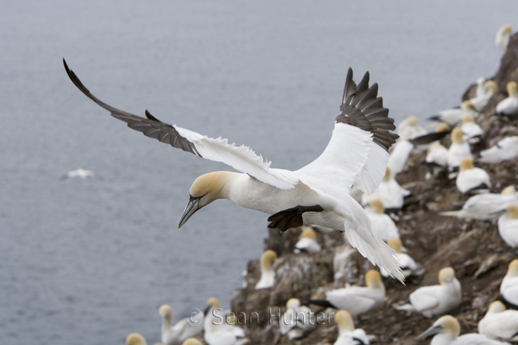 Gannet in flight over the Bass Rock