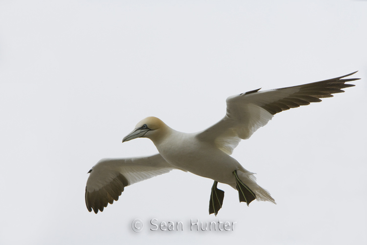 Gannet in flight over the Bass Rock
