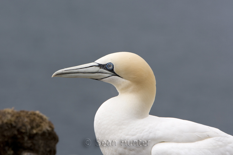 Gannet on the Bass Rock