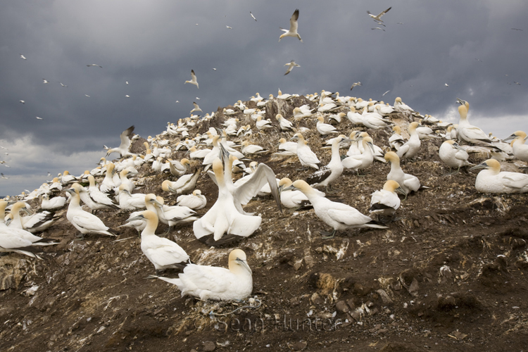 Gannet colony on the Bass Rock