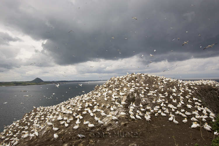 Gannet colony on the Bass Rock