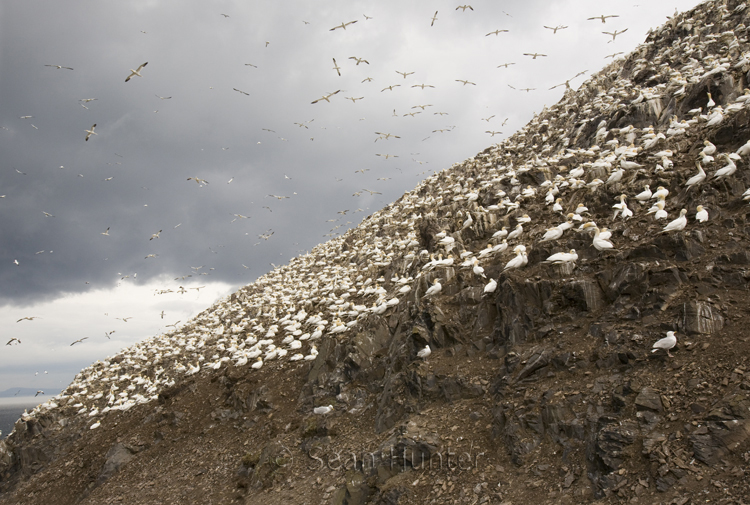 Gannet colony on the Bass Rock