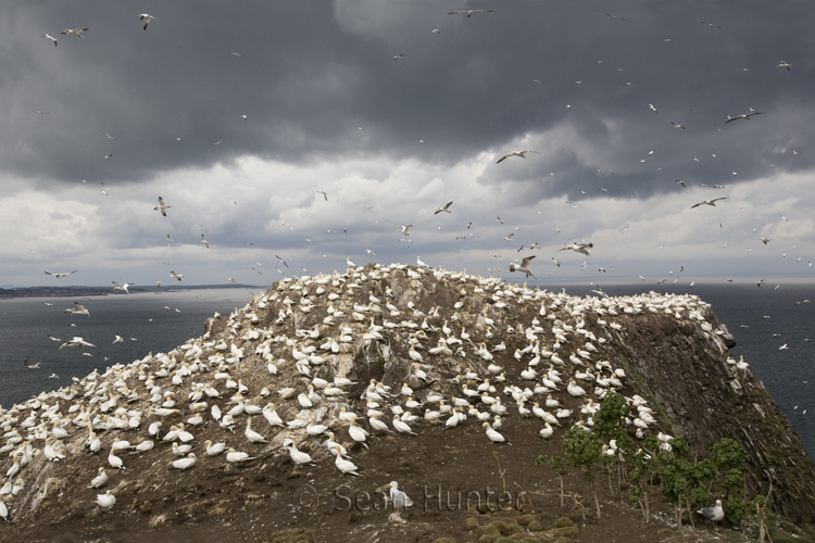 Gannet on the Bass Rock