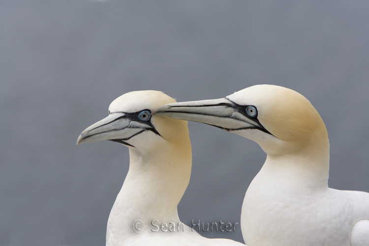 Gannets in courtship on the Bass Rock
