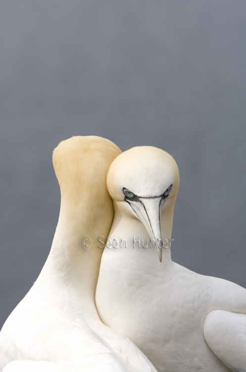 Gannets in courtship on the Bass Rock