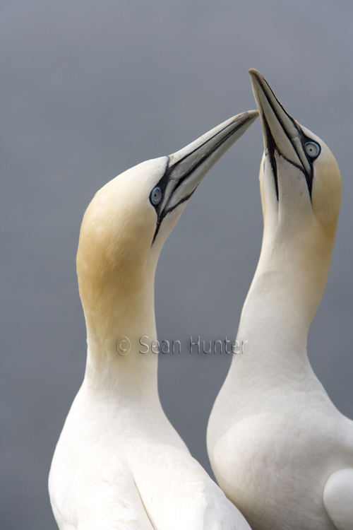 Gannets in courtship on the Bass Rock