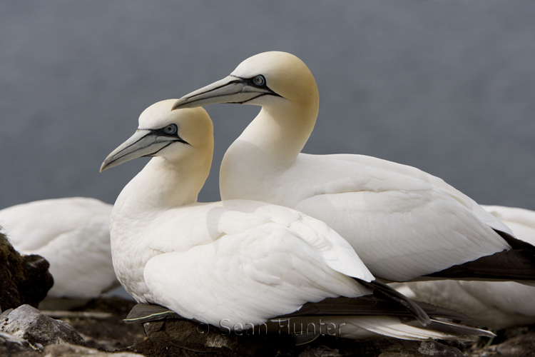 Gannets in courtship on the Bass Rock