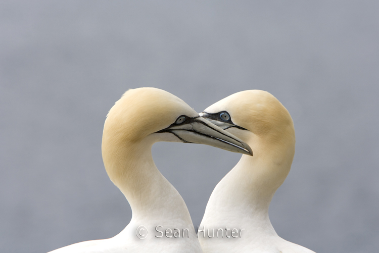 Gannets in courtship display on the Bass Rock