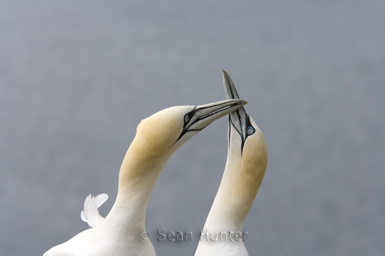 Gannets in courtship display on the Bass Rock