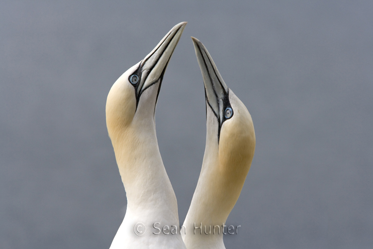 Gannets in courtship display on the Bass Rock