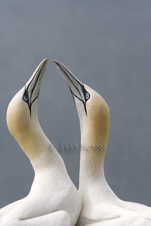 Gannets in courtship display on the Bass Rock
