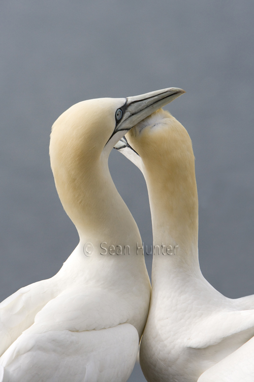Gannets in courtship on the Bass Rock