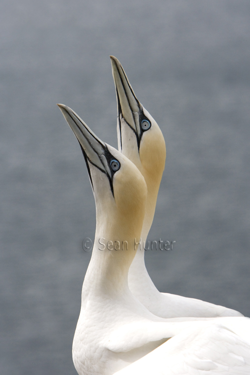 Gannets in courtship display on the Bass Rock