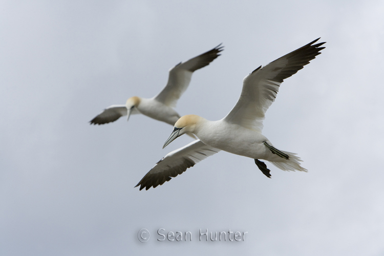 Gannets in flight over the Bass Rock