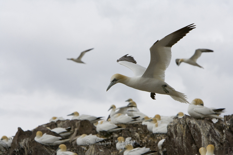 Gannets in flight over the Bass Rock