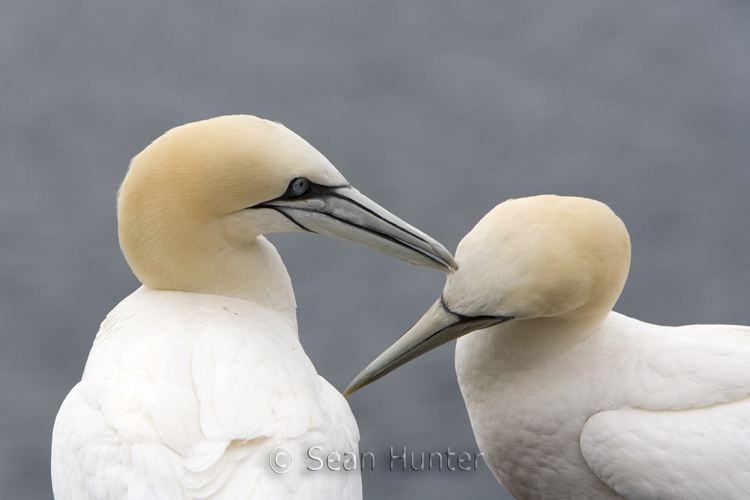 Gannets in courtship on the Bass Rock
