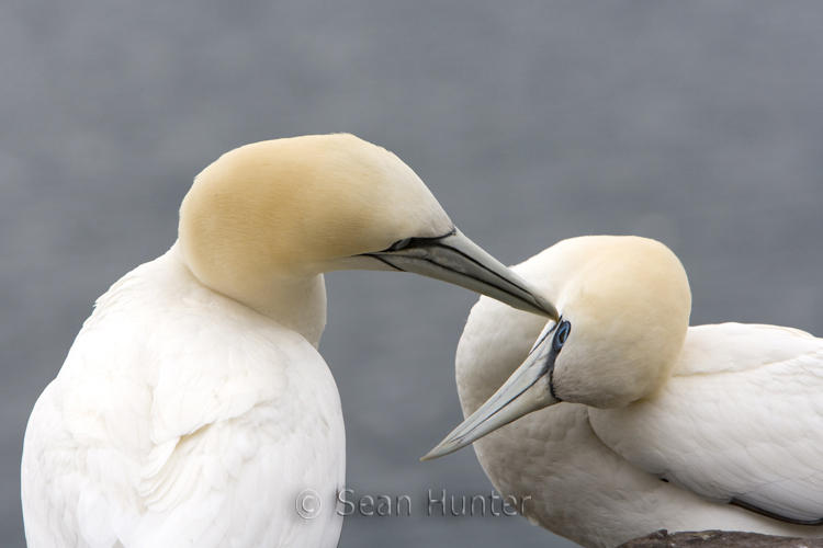 Gannets in courtship on the Bass Rock