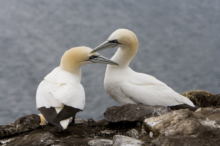 Gannets in courtship on the Bass Rock