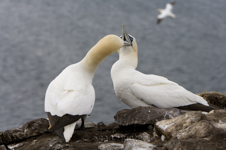 Gannets in courtship on the Bass Rock
