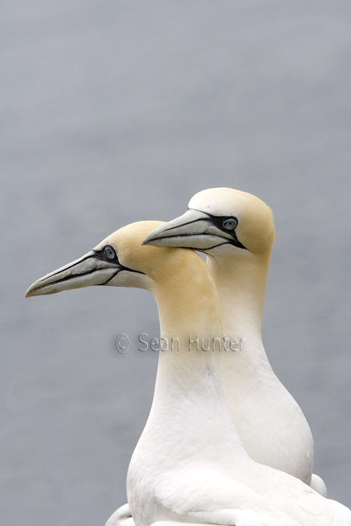 Gannets in courtship on the Bass Rock