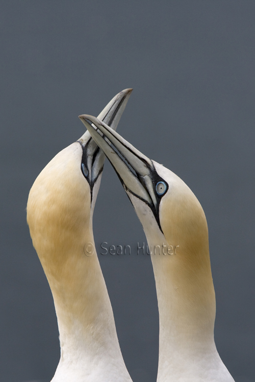 Gannets in courtship display on the Bass Rock
