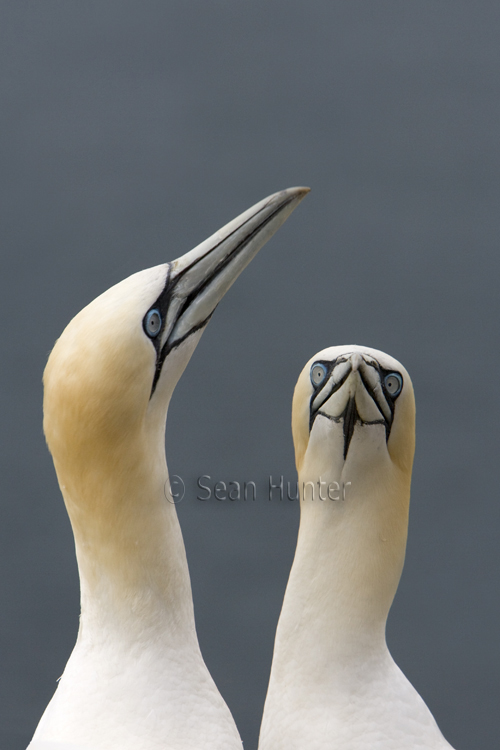 Gannets in courtship on the Bass Rock
