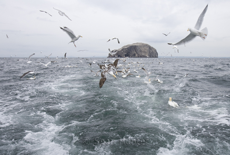 Gannets and herring gulls in flight over the Bass Rock