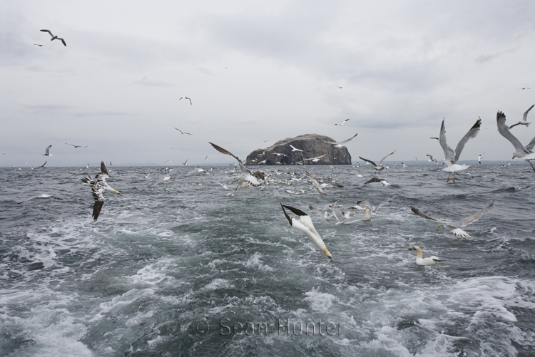 Gannets and herring gulls in flight over the Bass Rock