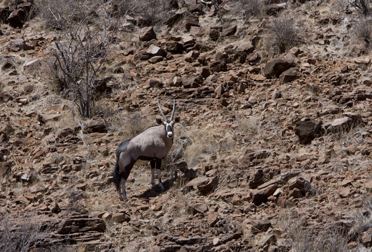 Gemsbok, Klip River Valley, Namibia