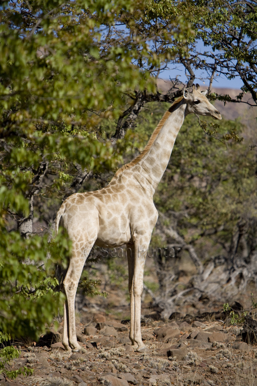 Giraffe, Namibia