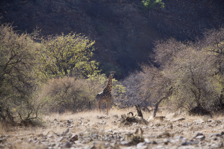 Giraffe, Namibia