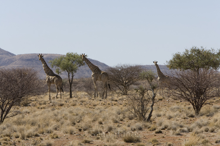 Giraffe, Namibia