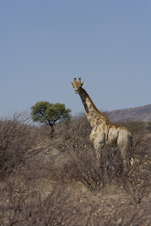 Giraffe, Namibia