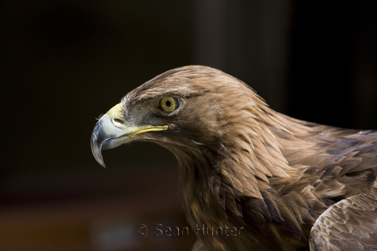 Golden eagle portrait