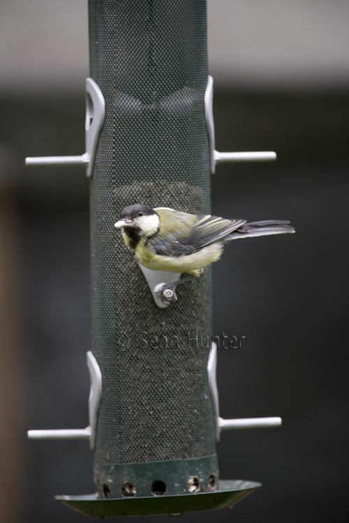 Great tit on garden feeder