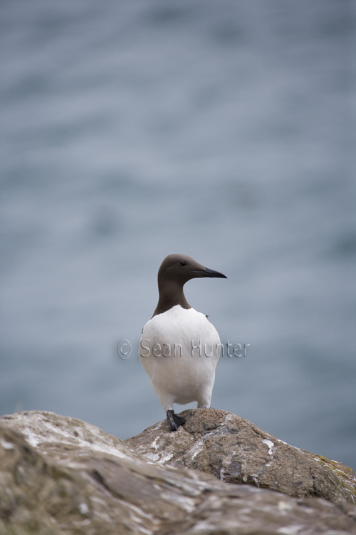 Guillemot, Skomer Island