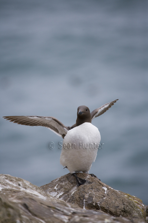 Guillemot stretching wings, Skomer Island