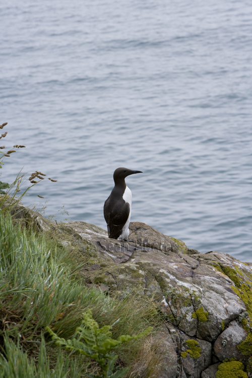 Guillemot, Skomer Island