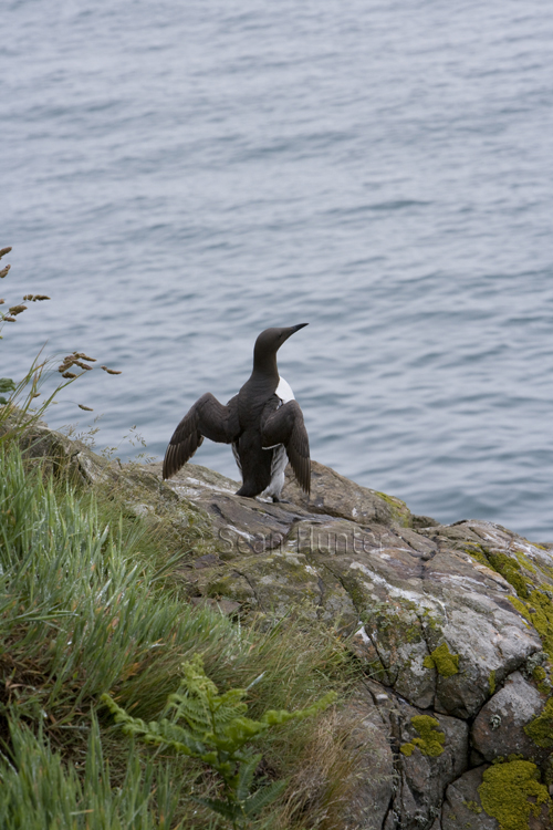 Guillemot stretching wings, Skomer Island