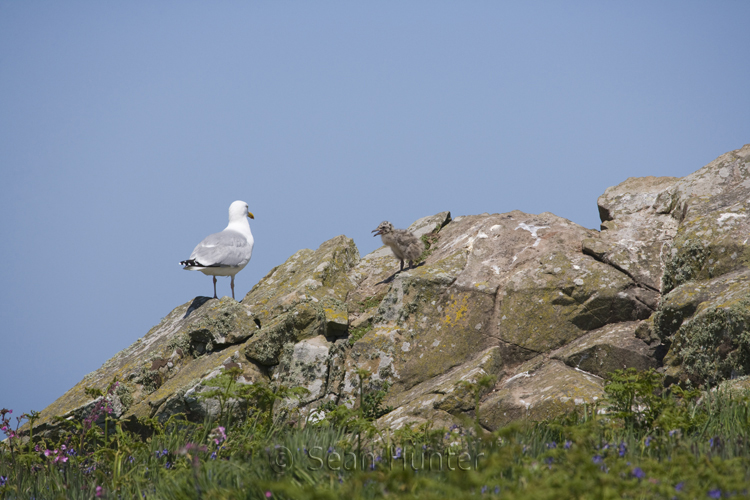 Herring gull and chick on Skomer Island