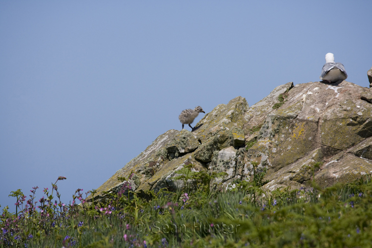 Herring gull and chick on Skomer Island